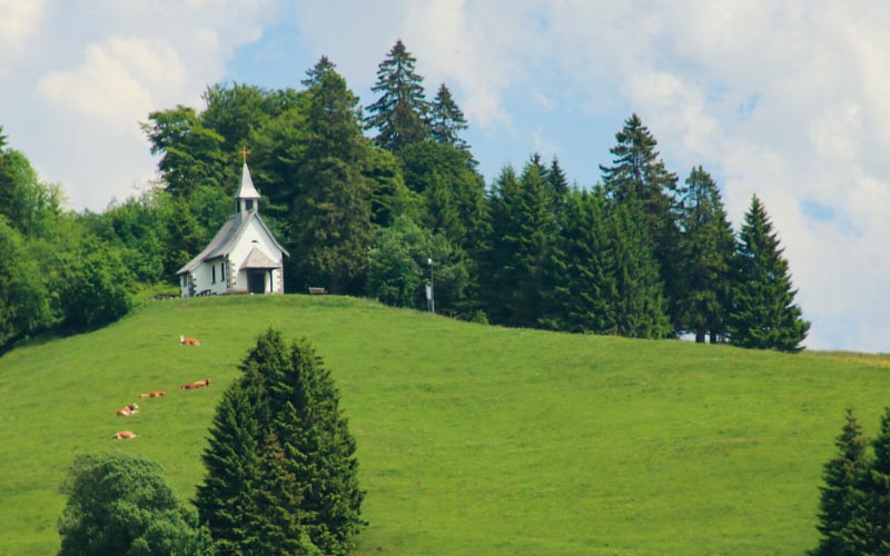 Bergwiese mit Kühen und Kapelle - Responsive Webseite Bergvital Hotel